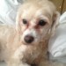 Male Maltese Poodle mix lost in Cork
