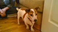 Male jack Russell found