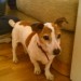 Male jack Russell found