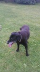 Male Black Labrador, found Cork Road, Midleton