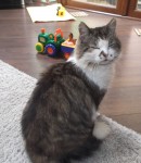 Male, long-haired grey and white cat lost in Grange, Ovens