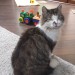 Male, long-haired grey and white cat lost in Grange, Ovens