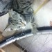 Green/ black striped kitten found in Midleton