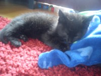 small black kitten