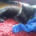 small black kitten