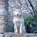 female husky dog, white and light brown,