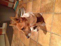 Male jack russell pup found in Patrickswell