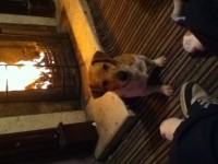 Male jack russell lost in donoughmore area in cork