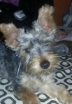 small dark grey and brown yorkshire terrier lost in the Gurranabraher area of Cork City