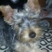 small dark grey and brown yorkshire terrier lost in the Gurranabraher area of Cork City