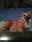 Male corgi lost in west limerick/north cork