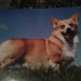 Male corgi lost in west limerick/north cork