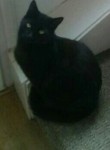 Missing 1 year old Female Black Cat WATERFORD CITY