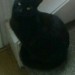 Missing 1 year old Female Black Cat WATERFORD CITY