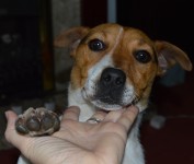 Male Jack Russell Found in Drimnagh, Mourne Road