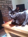 Male cat lost in Waterford City