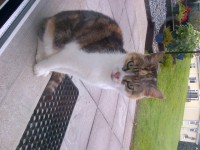 Tortishell young cat – Castlejane Glanmire