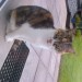 Tortishell young cat – Castlejane Glanmire