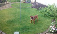 Male Staffordshire Bull Terrier type dog found in North Dublin,Baldoyle