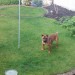 Male Staffordshire Bull Terrier type dog found in North Dublin,Baldoyle