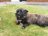 Small rough haired Terrier cross