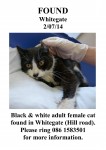 Found cat in Whitegate