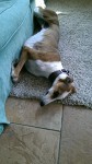 Male Tan/White Neutered Lurcher in Kilpedder, Wicklow