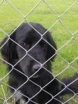 Black cross dog maybe setter/spaniel cross found in Waterford / Kilkenny border