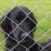 Black cross dog maybe setter/spaniel cross found in Waterford / Kilkenny border