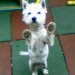 west highland terrier in cork city