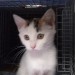 Female Kitten found in Fermoy