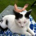 Large male black and white cat in Ballinhassig