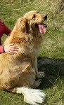 Female Golden retriever lost in Ardfert