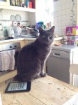 Lost grey male cat in Richmond Hill area, Cork