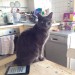 Lost grey male cat in Richmond Hill area, Cork