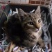Male tabby kitten found in Youghal