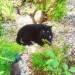 black cat missing ballinlough area cork