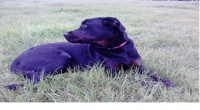 Female black labrador found in midleton