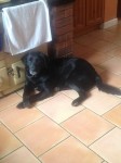Black Labrador Missing