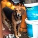 Male beagle found in Dungarvan
