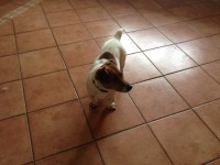 Female Jack Russell Found at Fota, Cork