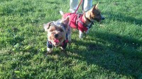 Brown/Grey yorkshire terrier lost in Cork city