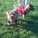 Brown/Grey yorkshire terrier lost in Cork city