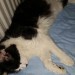 Female black&white cat found in Midleton