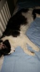 Female black&white cat found in Midleton