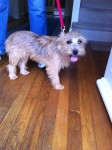 Female rough-haired terrier cross puppy – female found at Blackrock Cork Farmers’ market