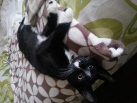Missing Black and White Cat in Wilton
