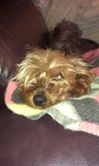 Female yorkie found in Mallow