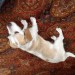 Male terrier/beagle cross