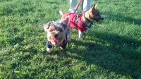 Brown/Grey yorkshire terrier FOUND IN KINSALE ROUNDABOUT